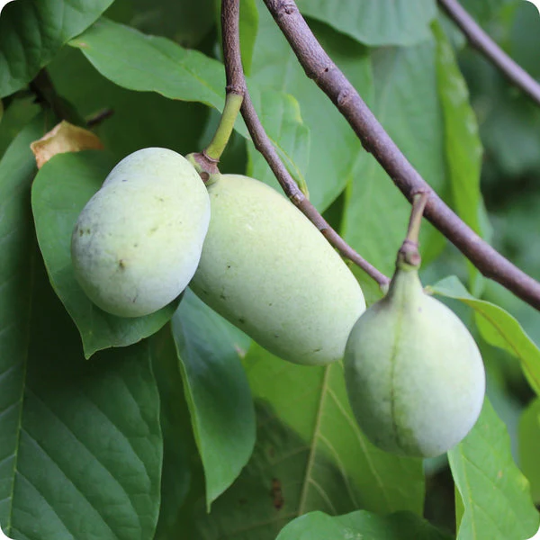 Cultivated/Improved Pawpaw (Asimina triloba) – Seeds - Image 3
