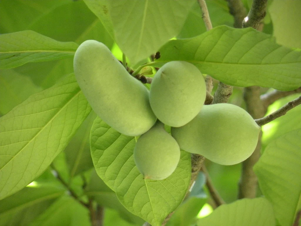 Cultivated/Improved Pawpaw (Asimina triloba) – Seeds - Image 4