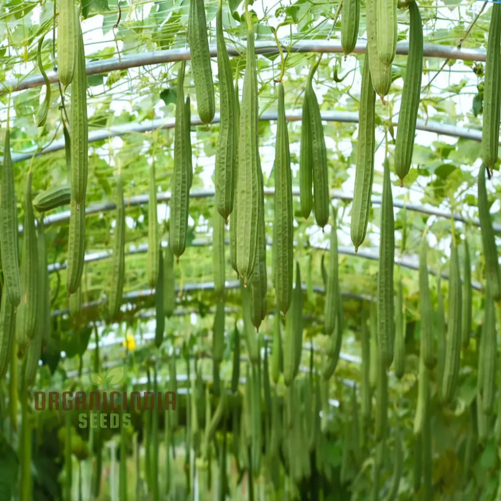 Ridge Gourd Seeds, Growing Your Own Exotic Luffa Vine Planting Seeds