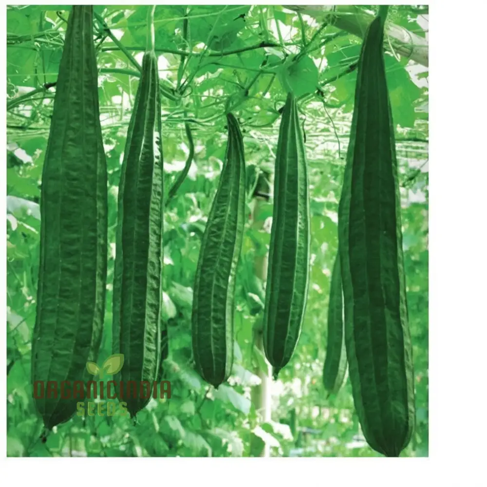 Ridge Gourd Seeds, Growing Your Own Exotic Luffa Vine Planting Seeds - Image 3