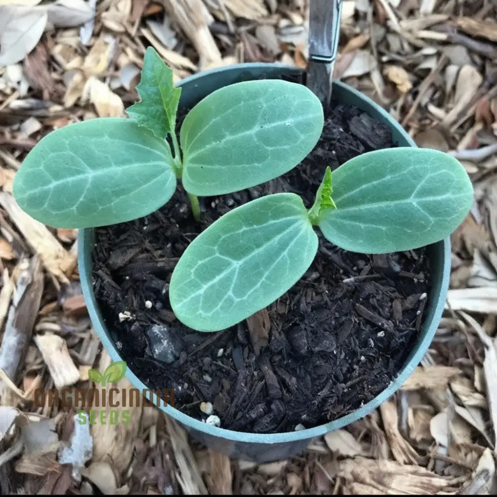 Ridge Gourd Seeds, Growing Your Own Exotic Luffa Vine Planting Seeds - Image 4