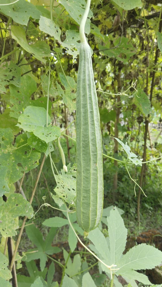 Ridge Gourd Seeds, Growing Your Own Exotic Luffa Vine Planting Seeds - Image 5