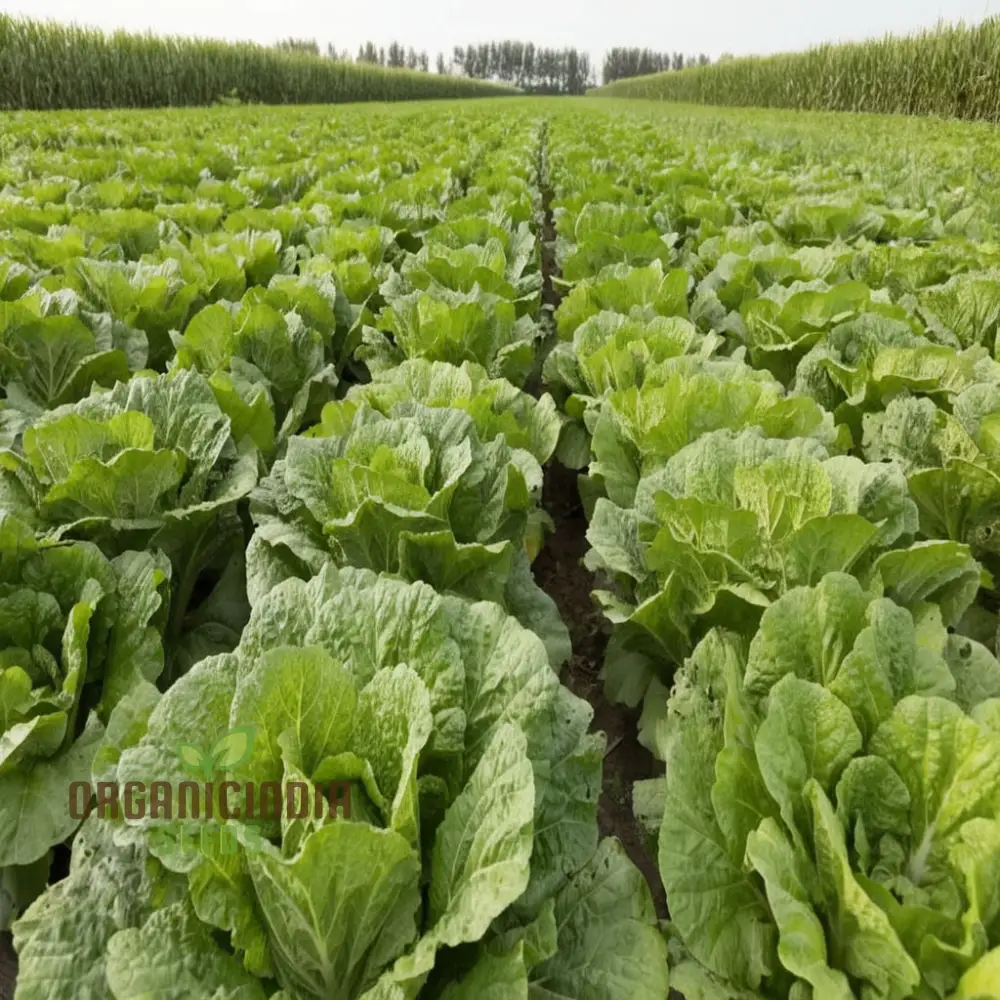 Mastering Napa Cabbage Cultivation, Your Guide to Fresh, Homegrown Vegetables Seeds