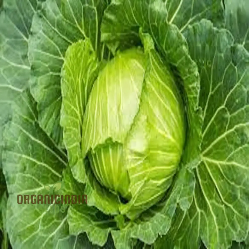 Mastering Napa Cabbage Cultivation, Your Guide to Fresh, Homegrown Vegetables Seeds - Image 4