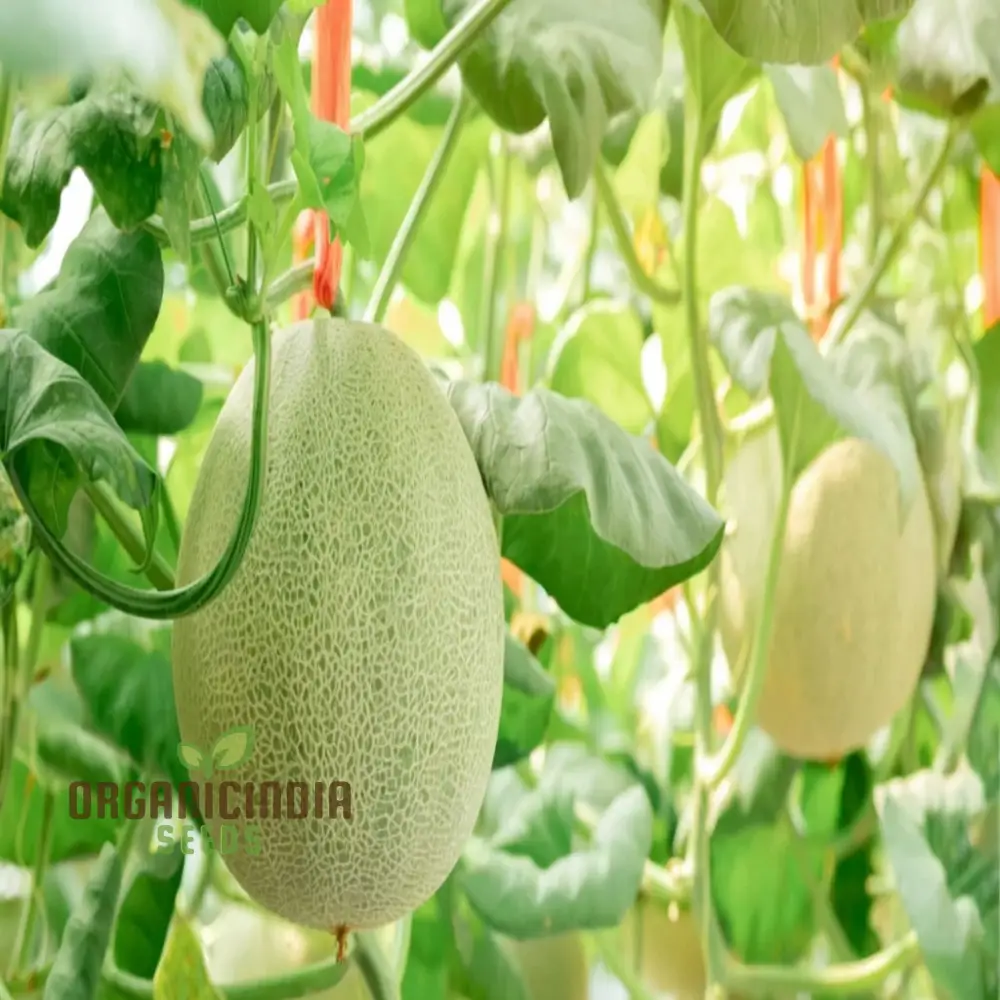 Exquisite Yellow Round Muskmelon Fruit Seeds, Perfect for Lush, Sweet Harvests - Image 3