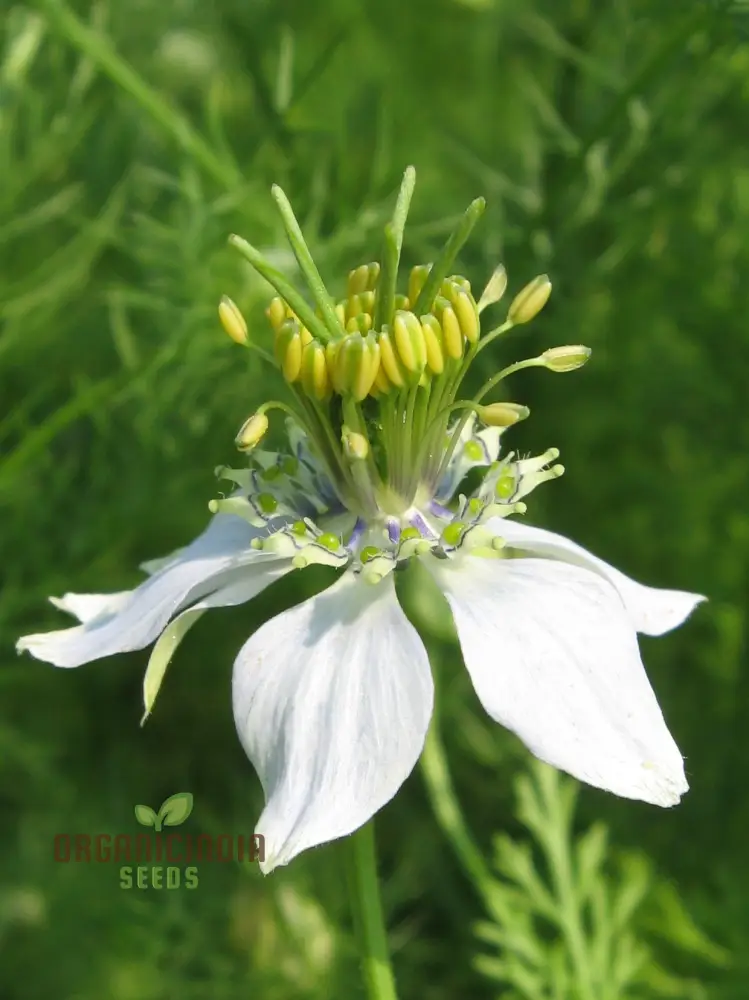 Cumin Seeds for Planting – Organic Gardening Essentials for Robust Harvests