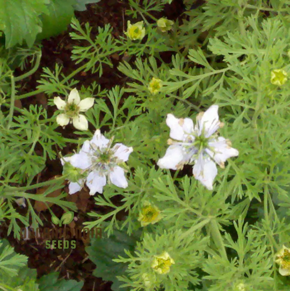 Cumin Seeds for Planting – Organic Gardening Essentials for Robust Harvests - Image 6