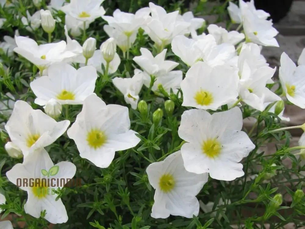 Cup Flower Seeds (White Robe Nierembergia Seeds) - Elegant White Blooms for Gardens
