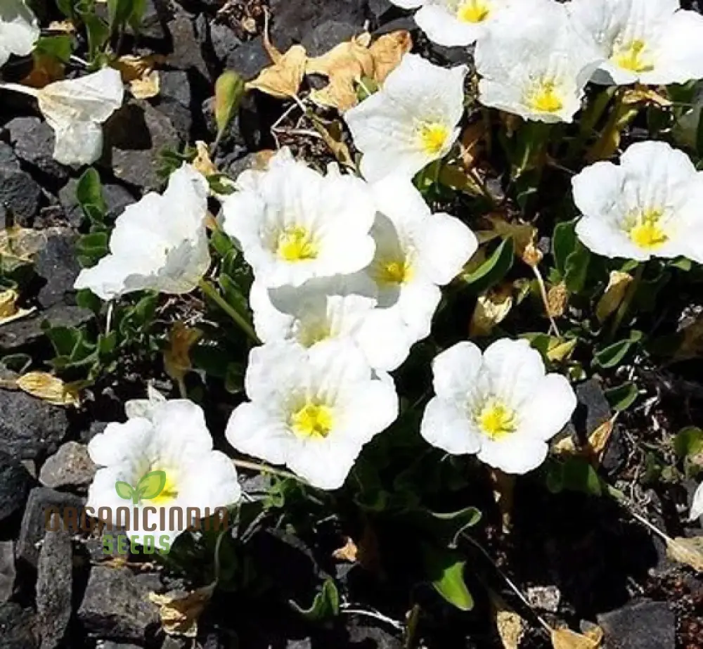 Cup Flower Seeds (White Robe Nierembergia Seeds) - Elegant White Blooms for Gardens - Image 3