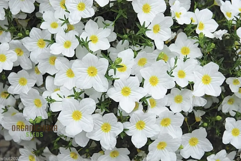 Cup Flower Seeds (White Robe Nierembergia Seeds) - Elegant White Blooms for Gardens - Image 4