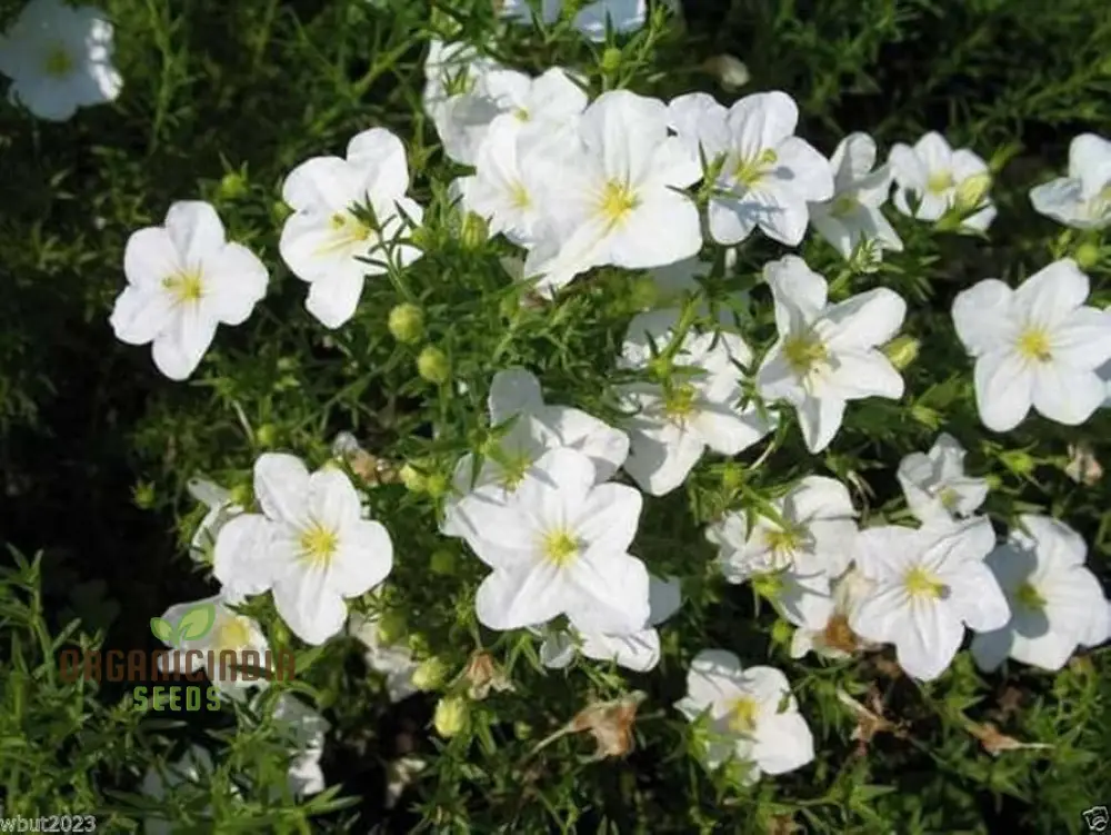 Cup Flower Seeds (White Robe Nierembergia Seeds) - Elegant White Blooms for Gardens - Image 5