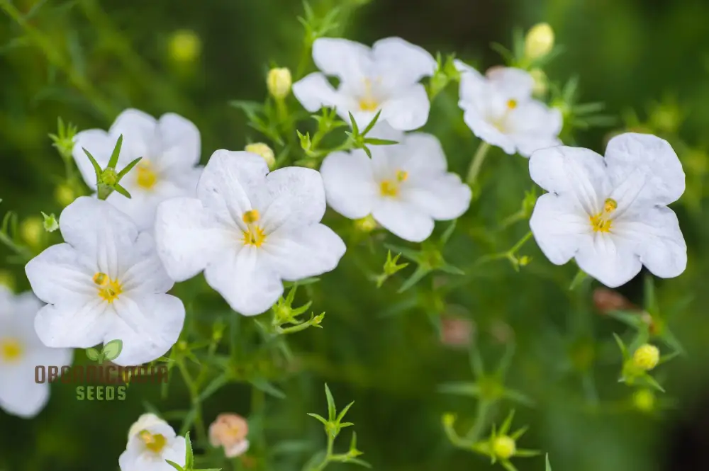 Cup Flower Seeds (White Robe Nierembergia Seeds) - Elegant White Blooms for Gardens - Image 6