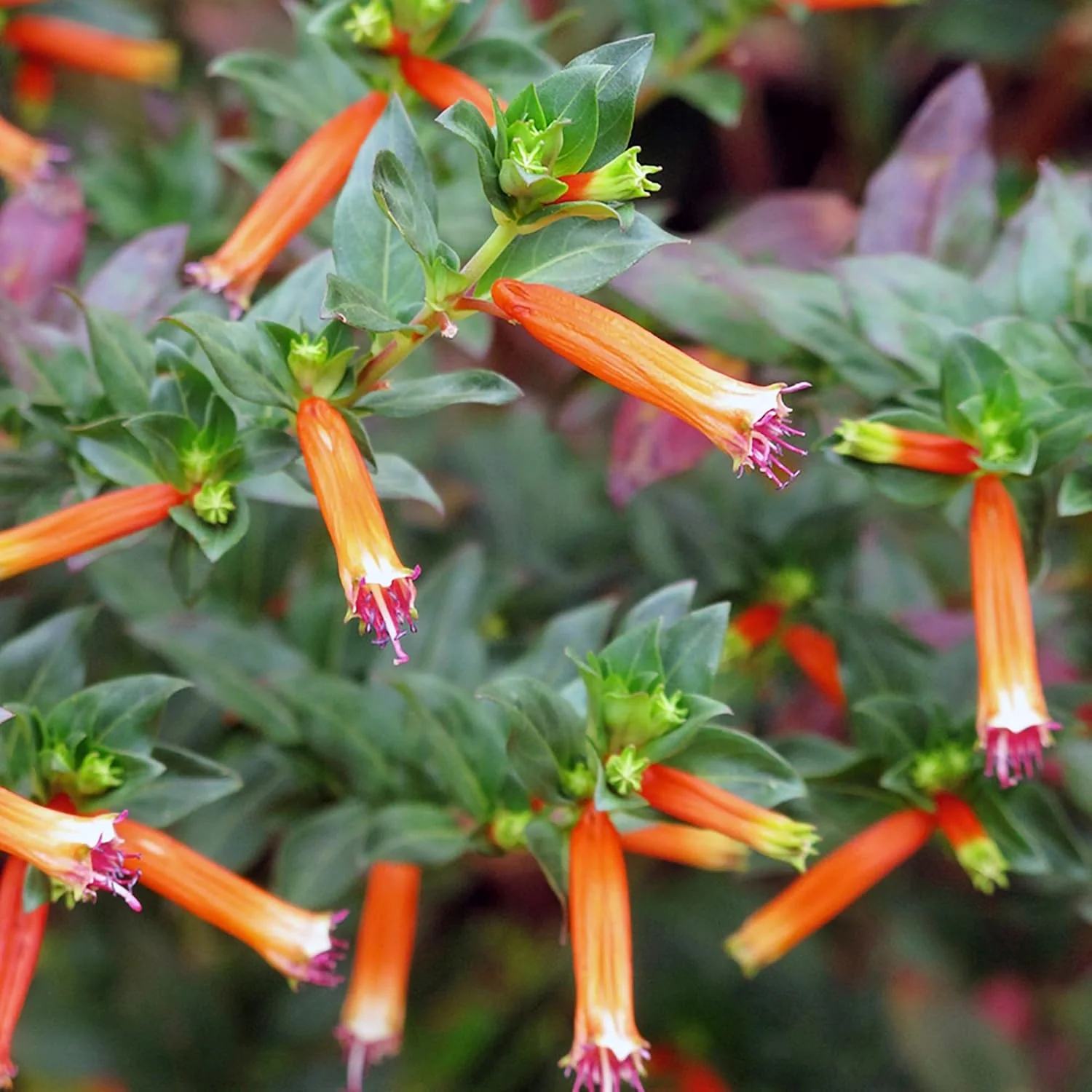 Cuphea Firecracker Plant Seeds – Vibrant Blooms, Deer Resistant, Pollinator Friendly
