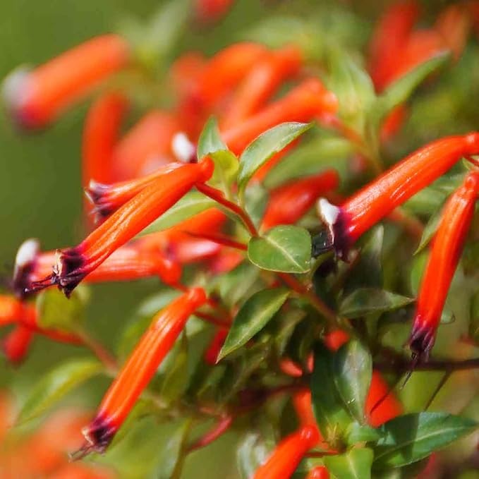 Cuphea Firecracker Plant Seeds – Vibrant Blooms, Deer Resistant, Pollinator Friendly - Image 2