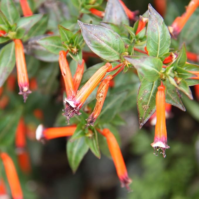 Cuphea Firecracker Plant Seeds – Vibrant Blooms, Deer Resistant, Pollinator Friendly - Image 3