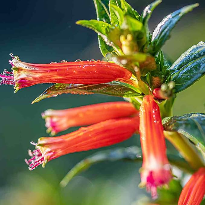 Cuphea Firecracker Plant Seeds – Vibrant Blooms, Deer Resistant, Pollinator Friendly - Image 4