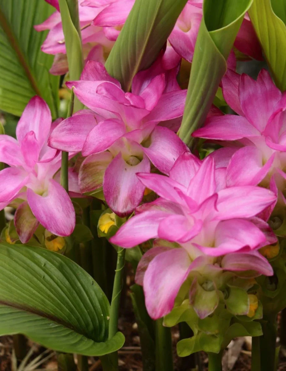 Curcuma Seeds (Thailand Pink Curcuma Seeds) - Exotic Soft Pink Tropical Blooms