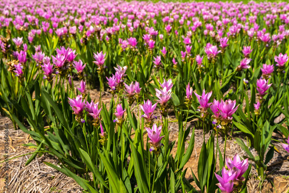 Curcuma Seeds (Thailand Pink Curcuma Seeds) - Exotic Soft Pink Tropical Blooms - Image 4