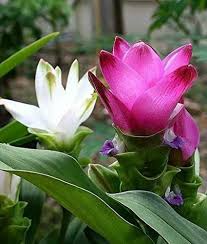 Curcuma Seeds (Thailand Pink Curcuma Seeds) - Exotic Soft Pink Tropical Blooms - Image 5