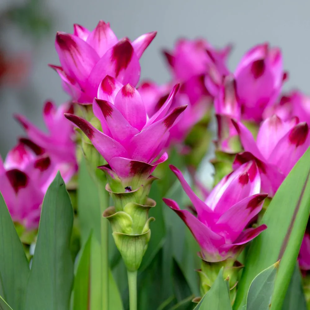 Curcuma Seeds (Thailand Pink Curcuma Seeds) - Exotic Soft Pink Tropical Blooms - Image 7