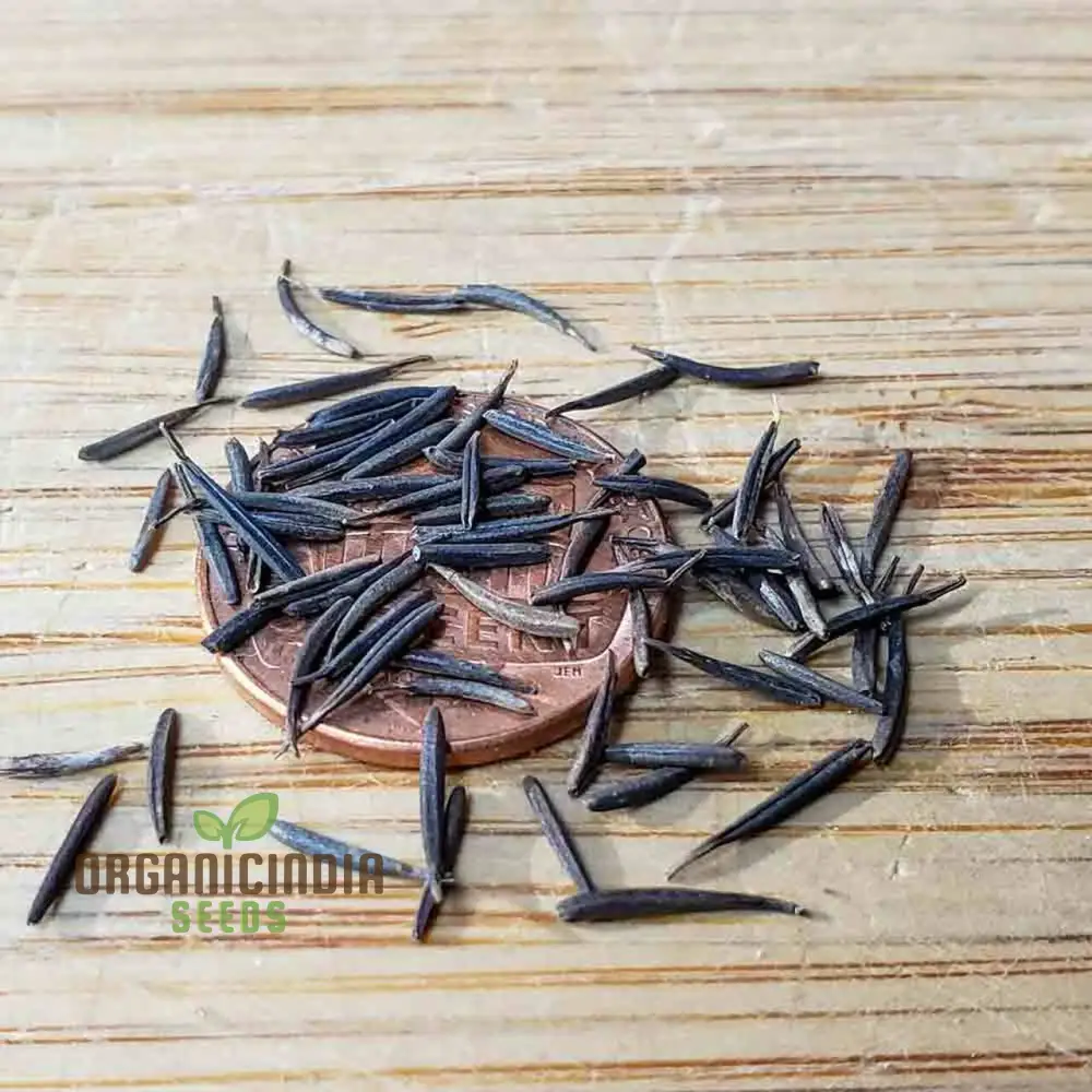 Curled Chervil Seeds for Planting – Heirloom, Fragrant & Easy-Grow Culinary Herb - Image 3