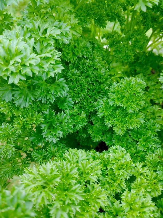 Curly Leaf Parsley Seeds for Planting โ Heirloom, Non-GMO, Organic Herb Seeds โ Easy to Grow, Fresh Culinary Garnish & Garden Essential
