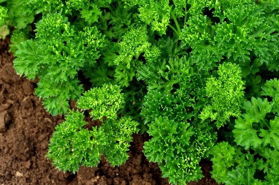 Curly Leaf Parsley Seeds for Planting โ Heirloom, Non-GMO, Organic Herb Seeds โ Easy to Grow, Fresh Culinary Garnish & Garden Essential - Image 2