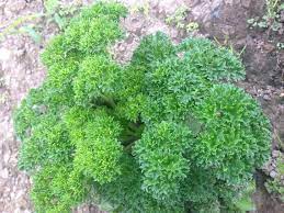 Curly Leaf Parsley Seeds for Planting โ Heirloom, Non-GMO, Organic Herb Seeds โ Easy to Grow, Fresh Culinary Garnish & Garden Essential - Image 3