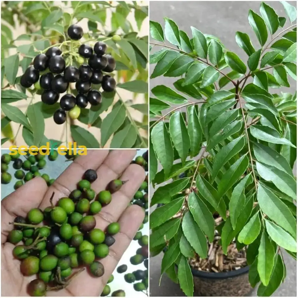 Curry Leaf Vegetable Seeds (Murraya Koenigii) – Grow Fresh Aromatic Leaves for Flavorful Home Cooking