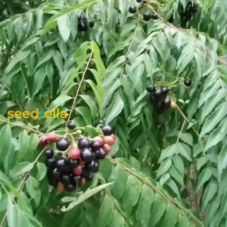 Curry Leaf Vegetable Seeds (Murraya Koenigii) – Grow Fresh Aromatic Leaves for Flavorful Home Cooking - Image 3