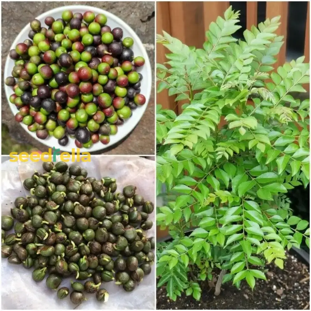 Curry Leaf Vegetable Seeds (Murraya Koenigii) – Grow Fresh Aromatic Leaves for Flavorful Home Cooking - Image 4