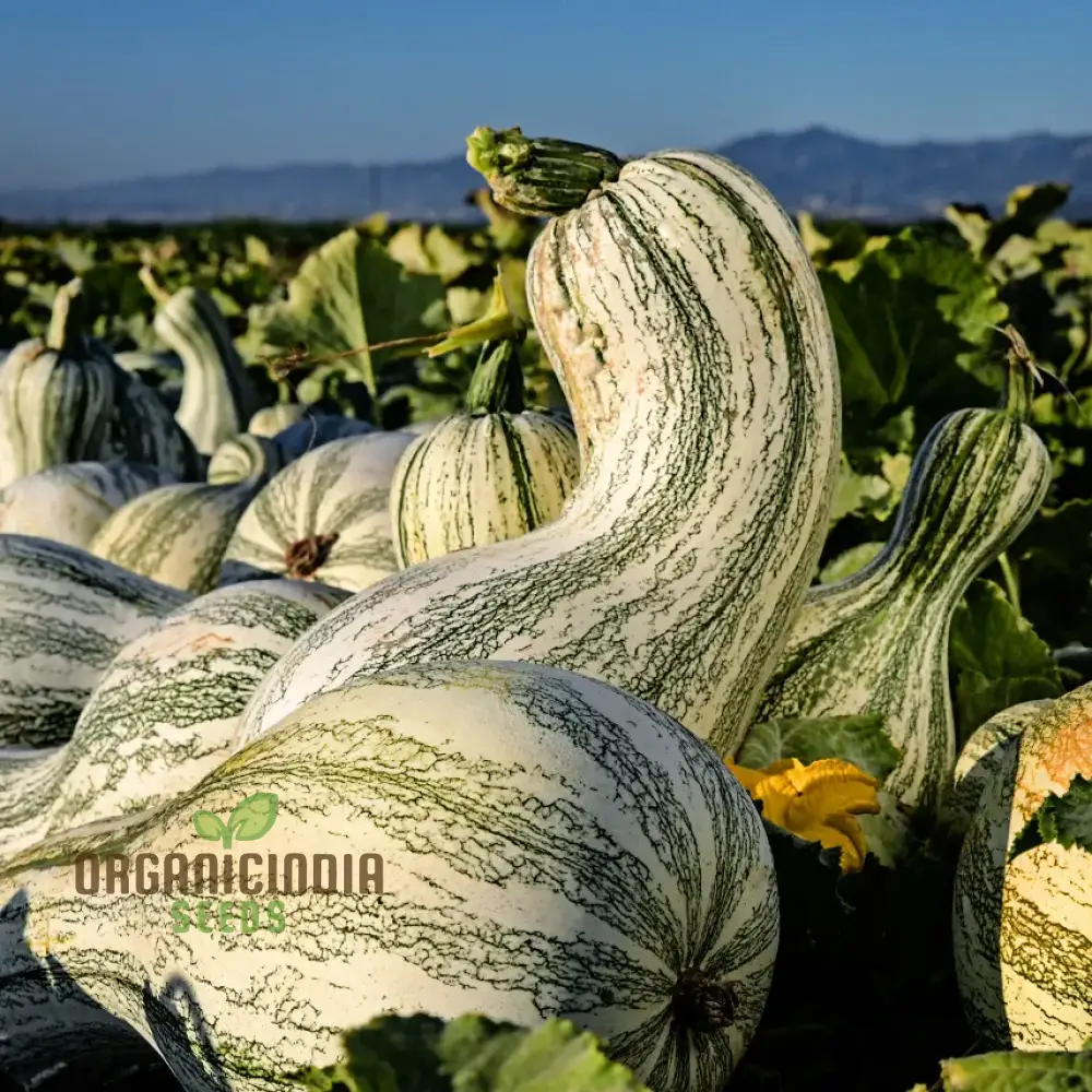 Cushaw Green-Striped Pumpkin Seeds for Gardening | Buy High-Quality Seeds Online