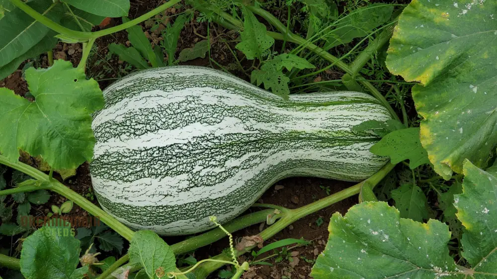 Cushaw Green-Striped Pumpkin Seeds for Gardening | Buy High-Quality Seeds Online - Image 3