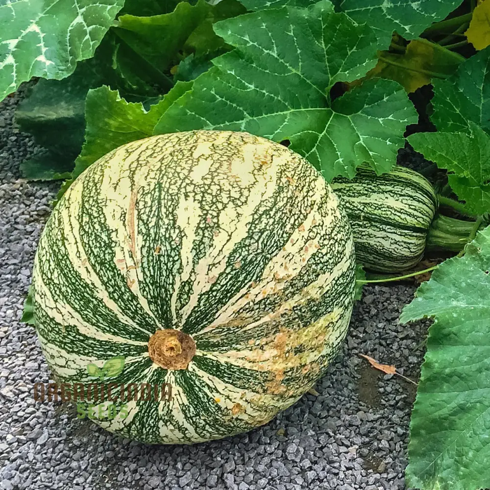 Cushaw Green-Striped Pumpkin Seeds for Gardening | Buy High-Quality Seeds Online - Image 4