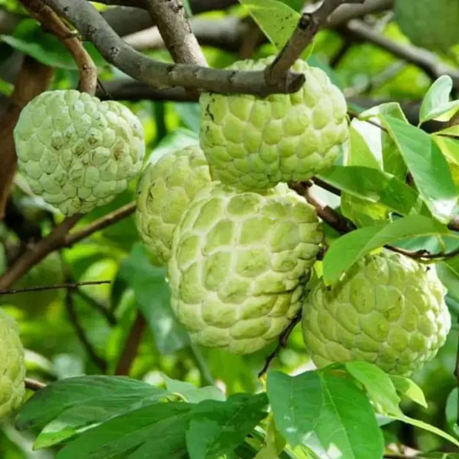 Custard Apples & Sugar Apples For planting: Comprehensive Gardening Tips for Abundant Harvests