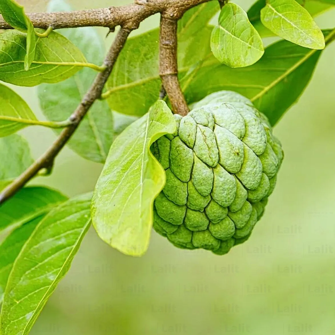 Custard Apples & Sugar Apples For planting: Comprehensive Gardening Tips for Abundant Harvests - Image 3