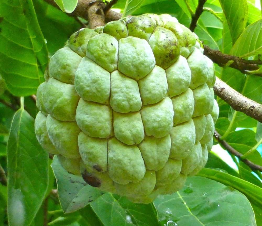 Custard Apples & Sugar Apples For planting: Comprehensive Gardening Tips for Abundant Harvests - Image 4