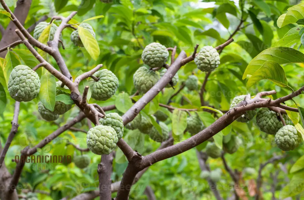Custard Apples & Sugar Apples For planting: Comprehensive Gardening Tips for Abundant Harvests - Image 5