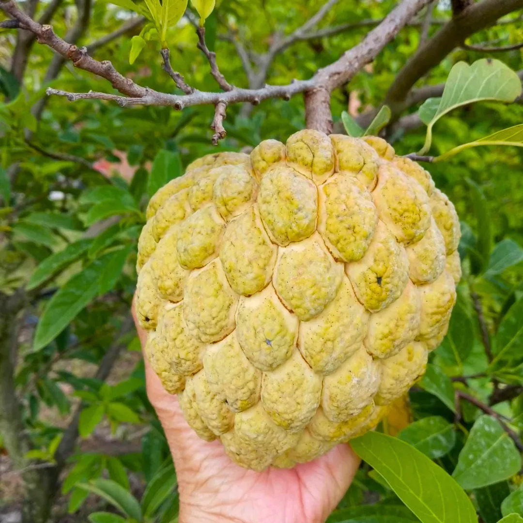 Custard Apples & Sugar Apples For planting: Comprehensive Gardening Tips for Abundant Harvests - Image 6