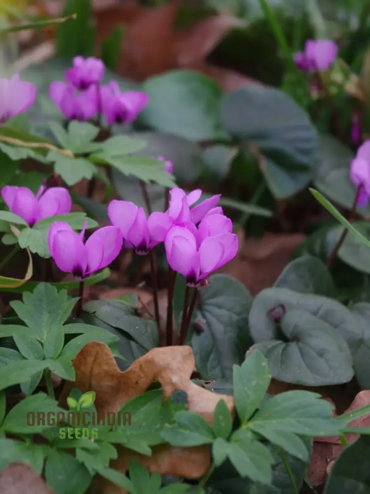 Cyclamen Cyberia Rose Silver Flower Seeds For Planting, Elegant Rose-Silver Blooms for a Striking Garden Display - Image 3