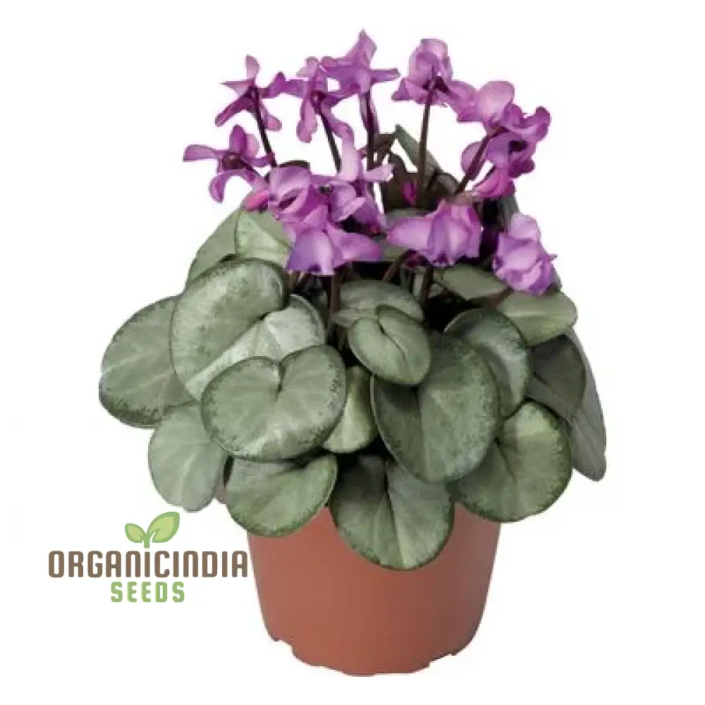Cyclamen Cyberia Rose Silver Flower Seeds For Planting, Elegant Rose-Silver Blooms for a Striking Garden Display - Image 4