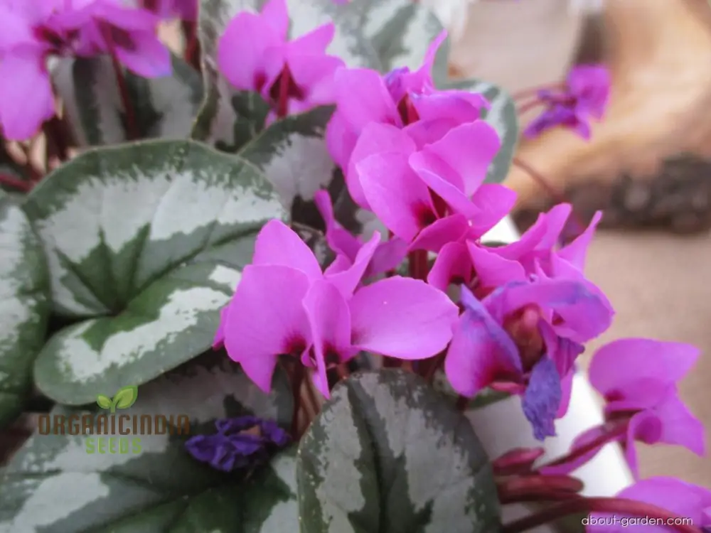 Cyclamen Cyberia Rose Silver Flower Seeds For Planting, Elegant Rose-Silver Blooms for a Striking Garden Display - Image 5