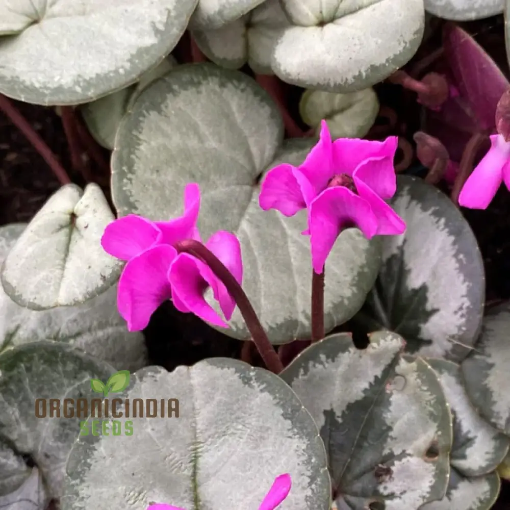 Cyclamen Cyberia Rose Silver Flower Seeds For Planting, Elegant Rose-Silver Blooms for a Striking Garden Display - Image 6