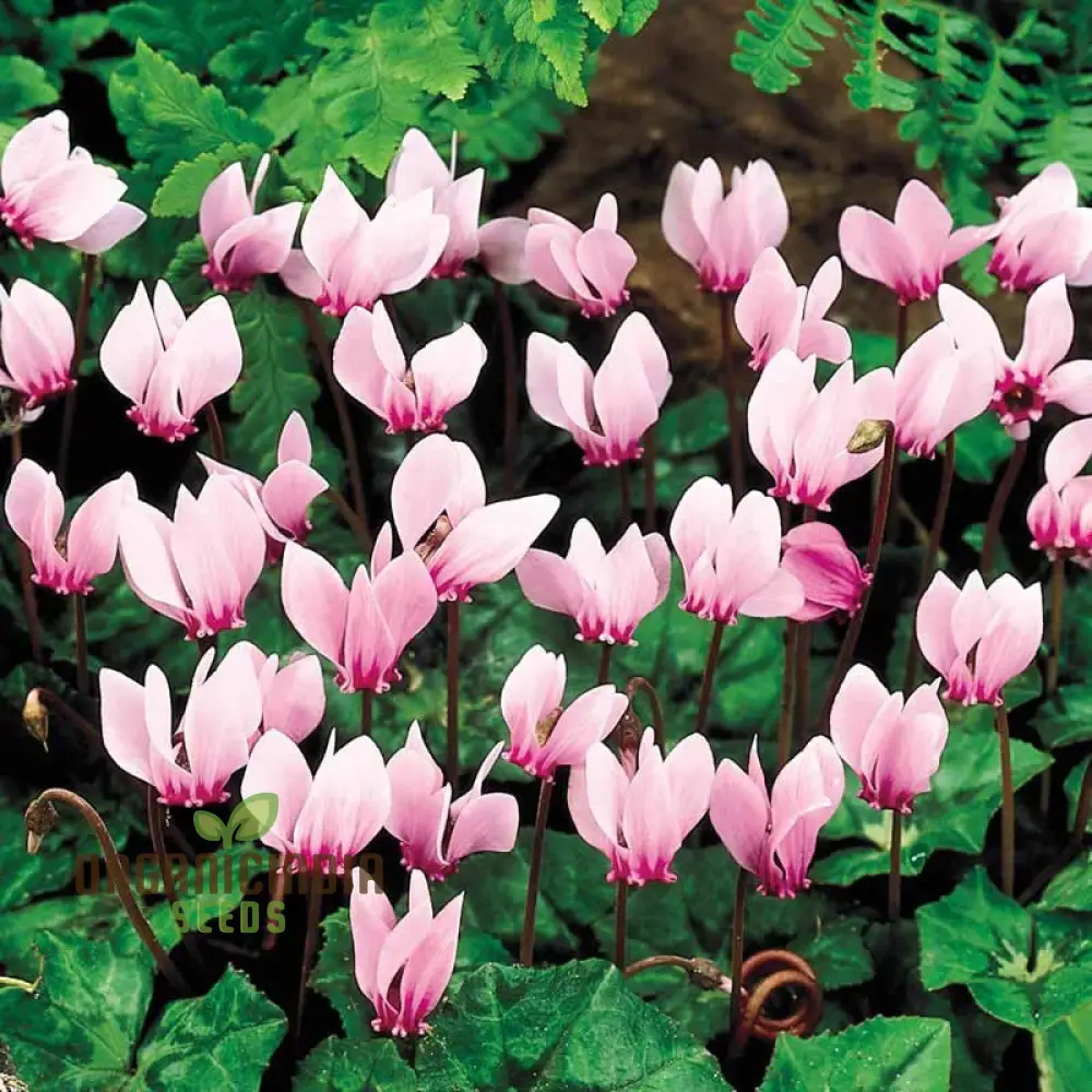 Cyclamen Neapolitanum Bulb Seeds, Cultivating Grace and Elegance in Your Garden with Expert Bulb Planting and Gardening (3 Bulbs For Planting) - Image 3
