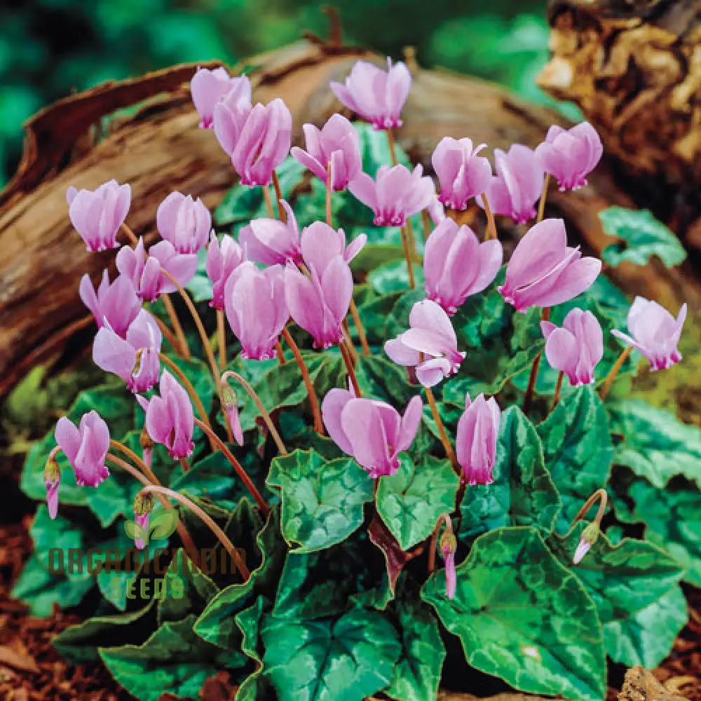 Cyclamen Neapolitanum Bulb Seeds, Cultivating Grace and Elegance in Your Garden with Expert Bulb Planting and Gardening (3 Bulbs For Planting) - Image 4