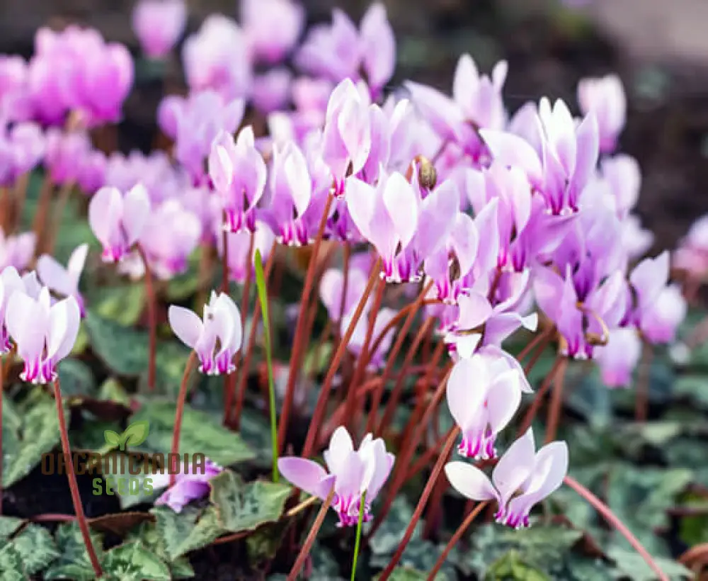 Cyclamen Neapolitanum Bulb Seeds, Cultivating Grace and Elegance in Your Garden with Expert Bulb Planting and Gardening (3 Bulbs For Planting) - Image 5