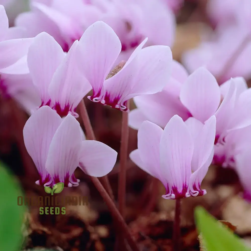 Cyclamen Neapolitanum Bulb Seeds, Cultivating Grace and Elegance in Your Garden with Expert Bulb Planting and Gardening (3 Bulbs For Planting) - Image 6