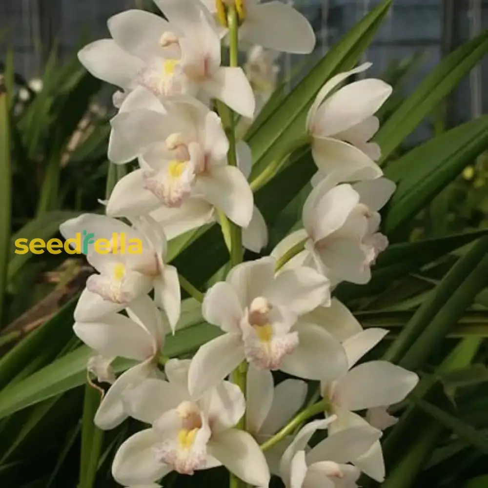 Cymbidium Maxillaria Goeringii Seeds – Elegant White Blooms for Garden Planting