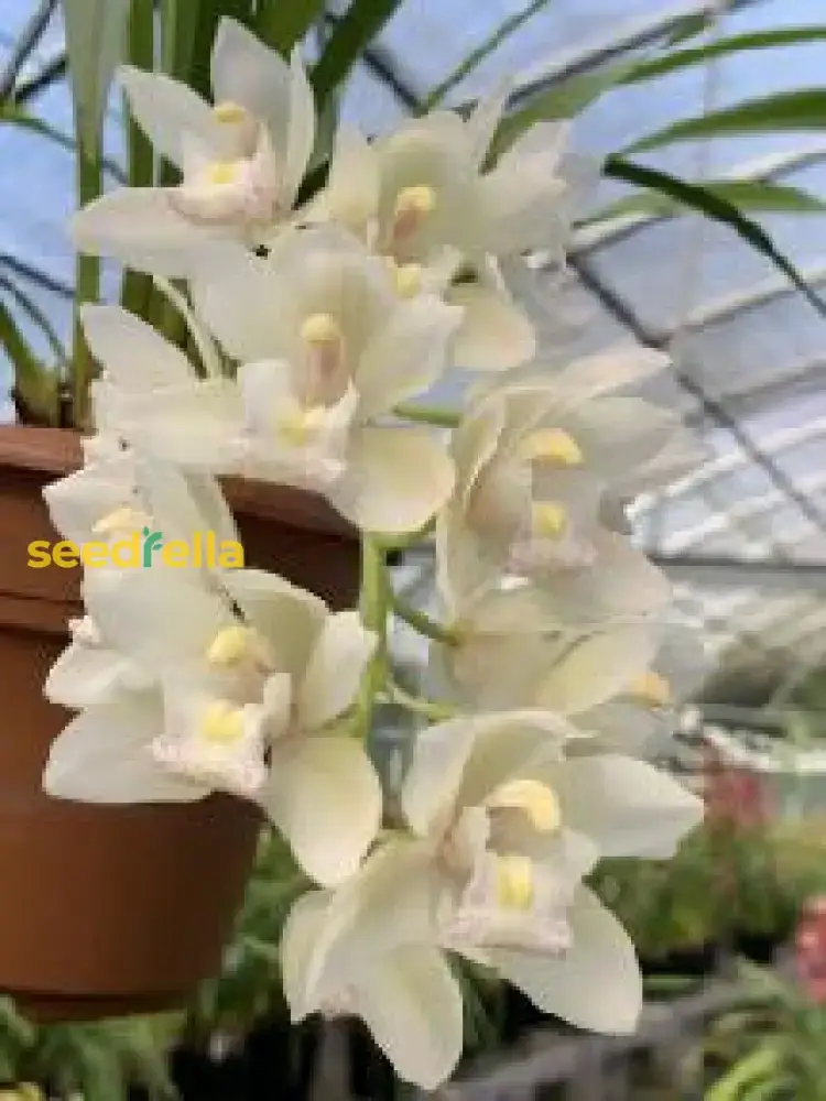 Cymbidium Maxillaria Goeringii Seeds – Elegant White Blooms for Garden Planting - Image 3