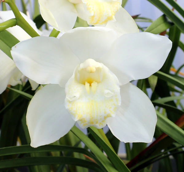 Cymbidium Maxillaria Goeringii Seeds – Elegant White Blooms for Garden Planting - Image 4